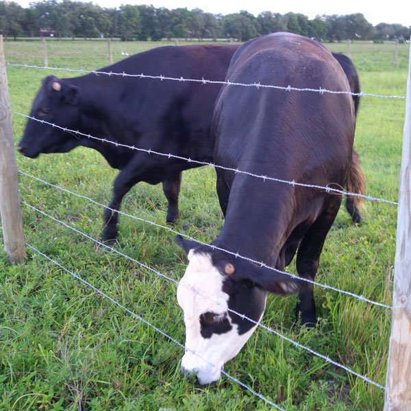 Barbed Fences